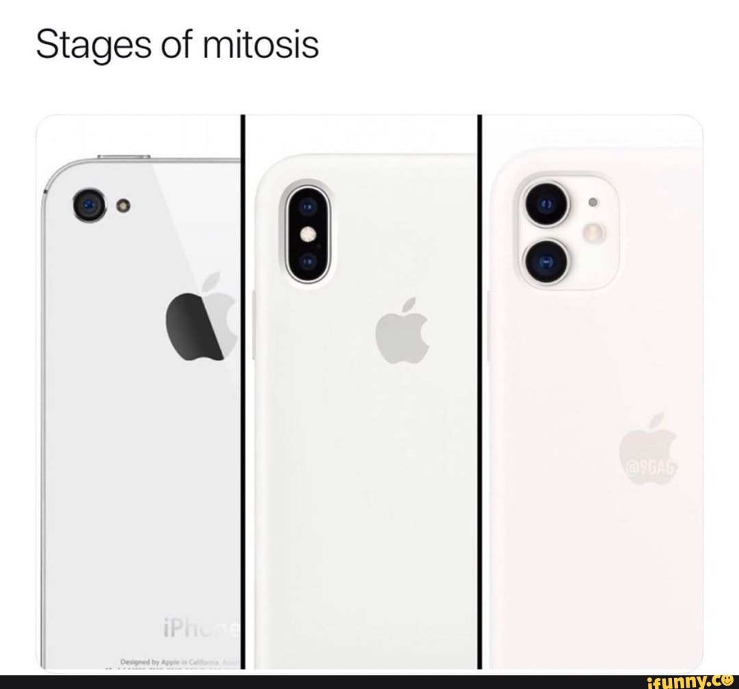 Stages Of Mitosis Ifunny