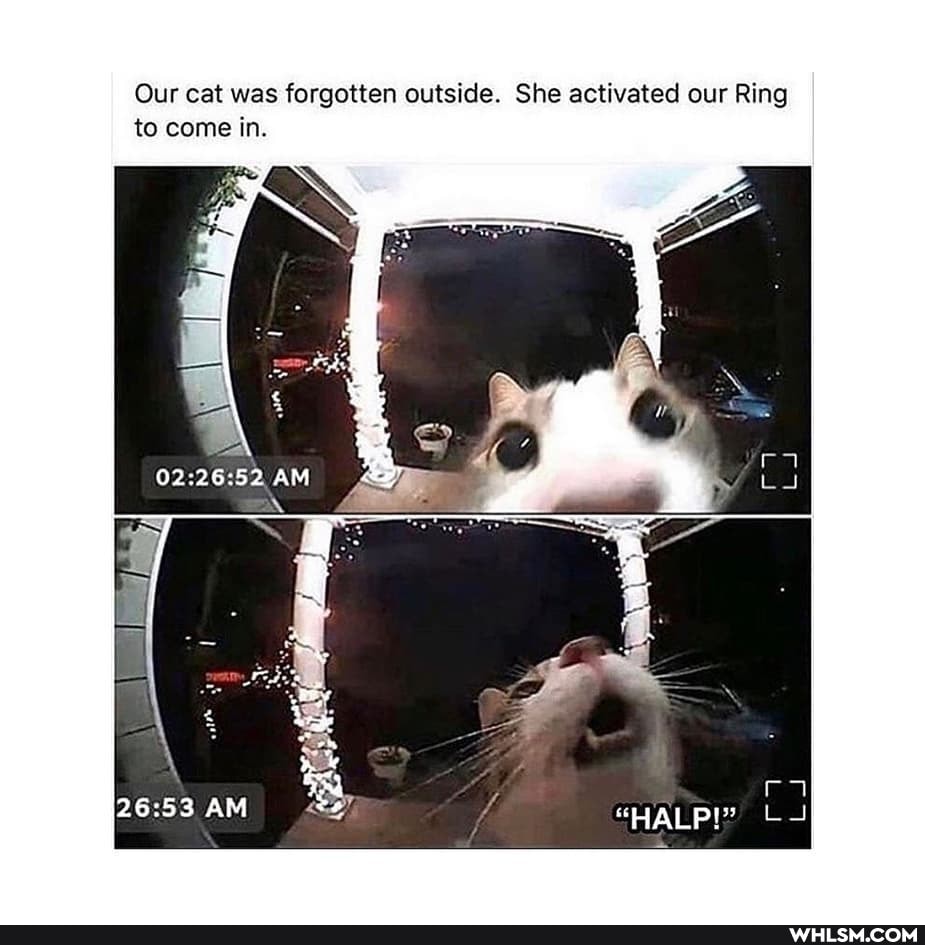 Our cat was forgotten outside. She activated our Ring to come in.
"HALP!"