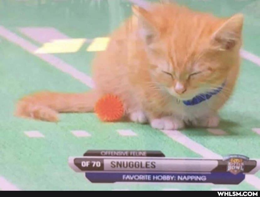 val
FAVORITE HOBBY: NAPPING