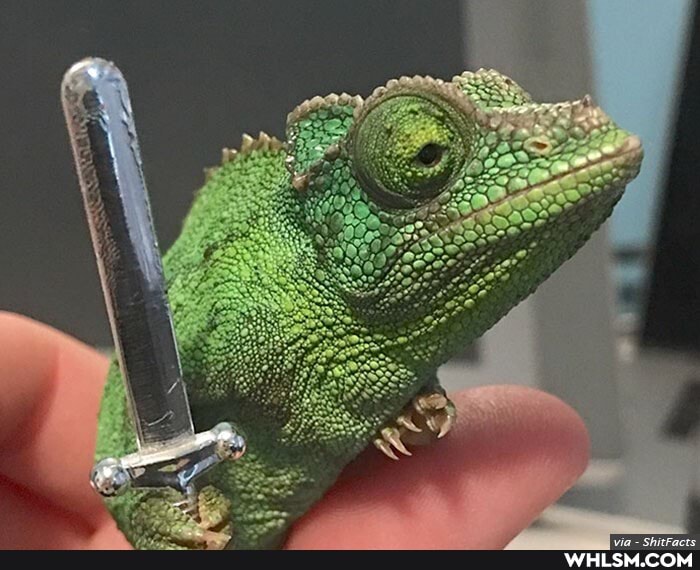 aww, awww, advice_animals, funny_animal