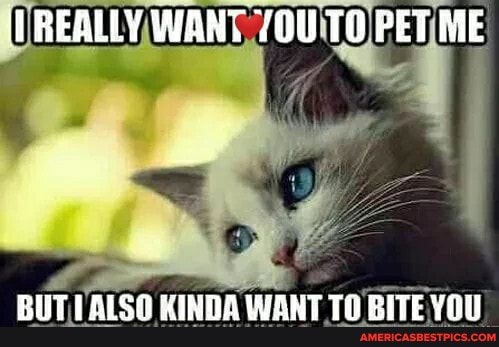 REALLY WANT PET ME
BUT ALSO KINDA WANT TO BITE YOU