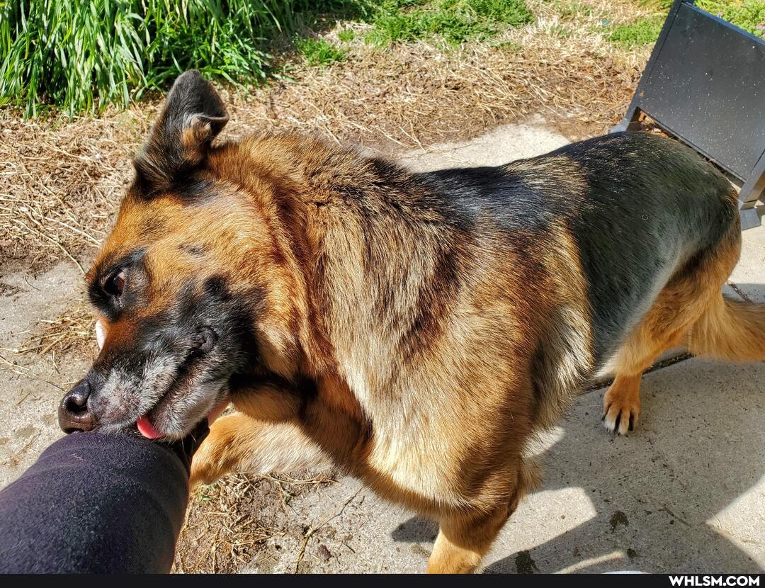dog, rescue_dog, national_puppy_day