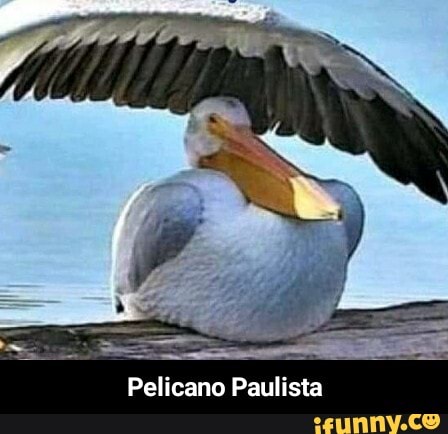 Pelicano Paulista - Pelicano Paulista