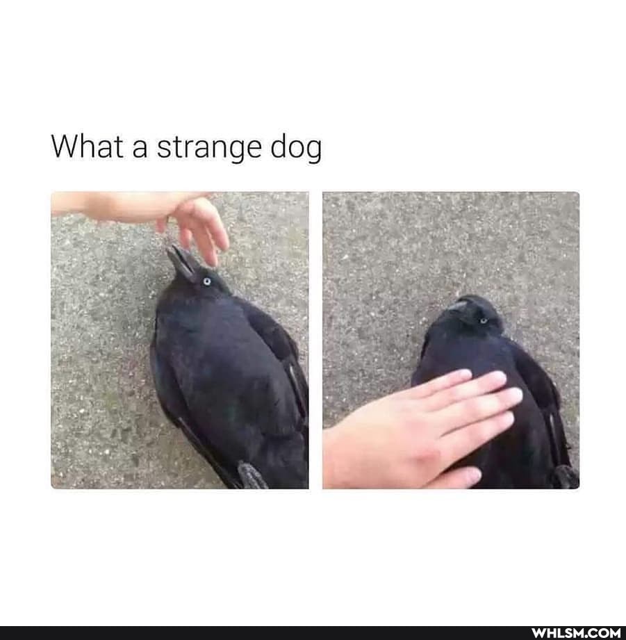 What strange dog