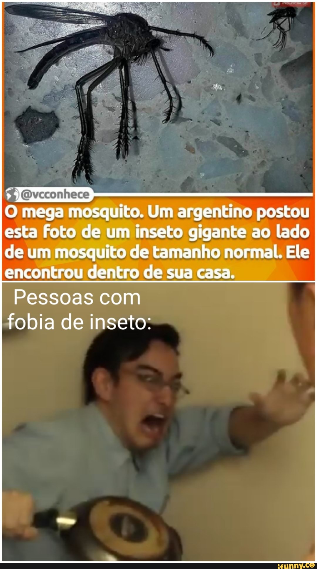 O mega mosquito. Um argentino postou esta foto de um inseto gigante ao lado de um mosquito de tamanho normal. Ele
Dvcconhece
encontrou dentro de sua casa.
Pessoas com fobia de inseto: