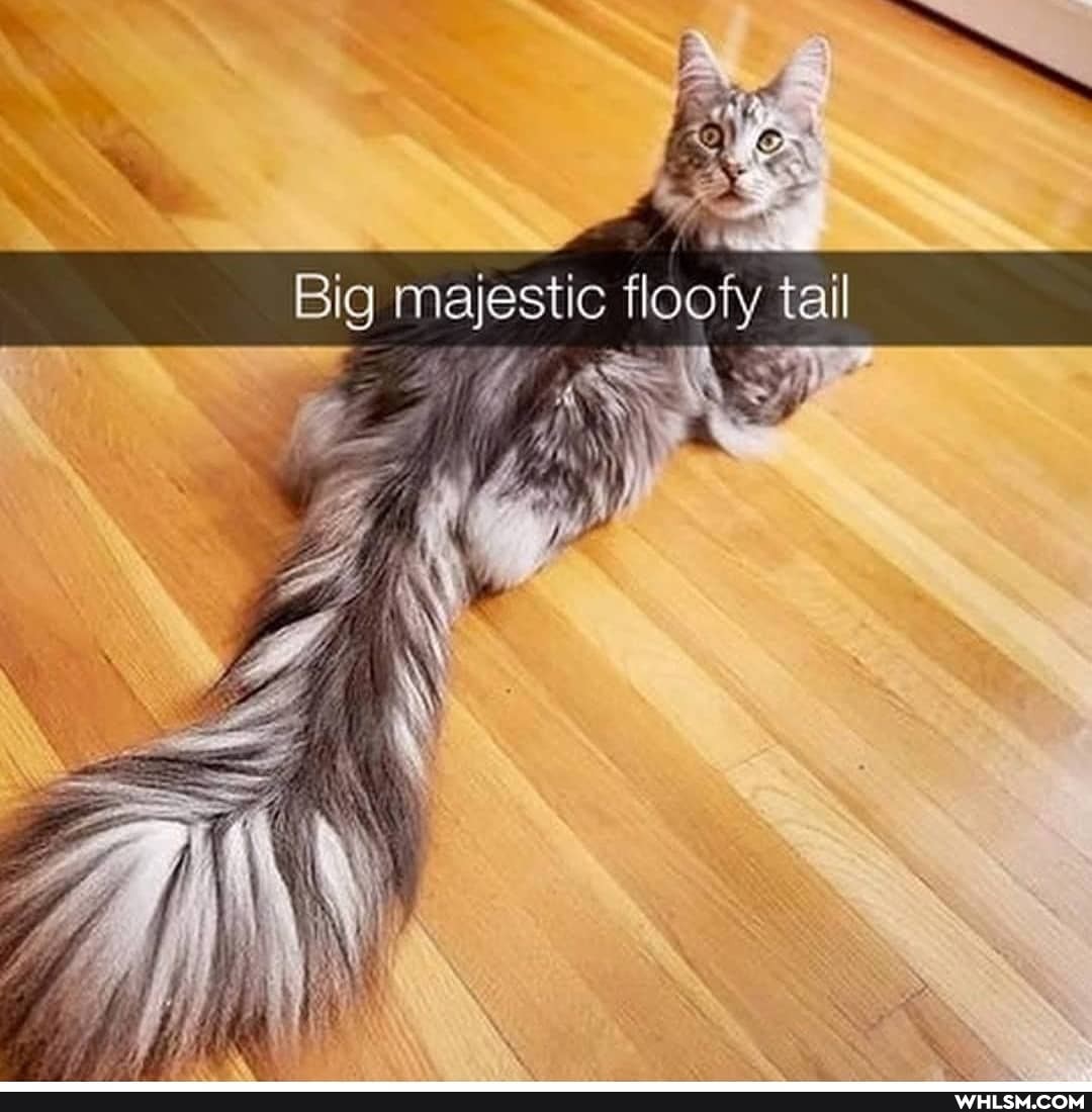 Big majestic floofy tail