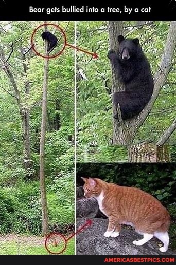Bear gets bullied into a tree, by a cat
