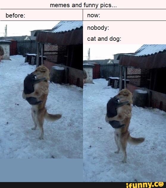 memes and funny pics...
before: now:
I
nobody:
and dog: