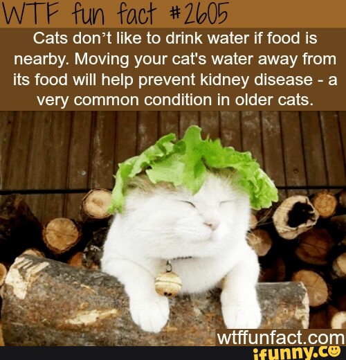 Fun Cats don't like to drink water if food is nearby. Moving your cat's