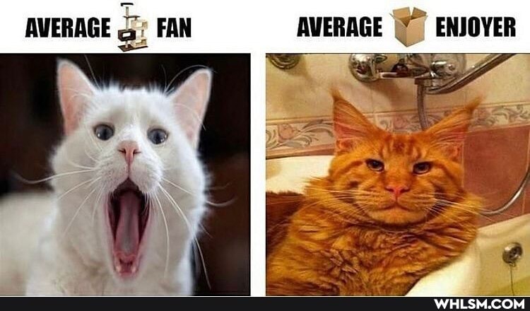 AVERAGE FAN AVERAGE ENJOYER