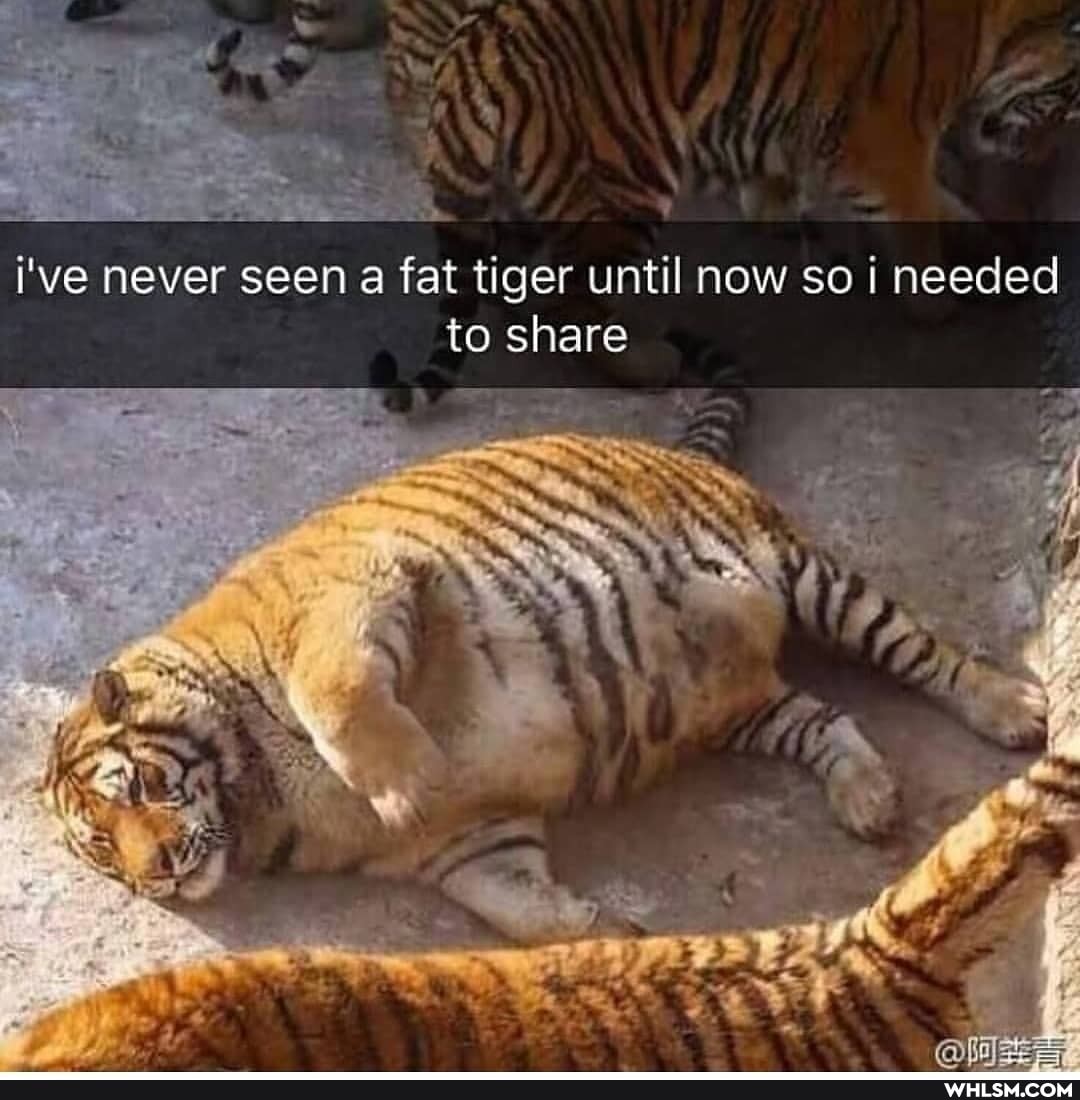 AX
i've never seen a fat tiger until now so I needed to share