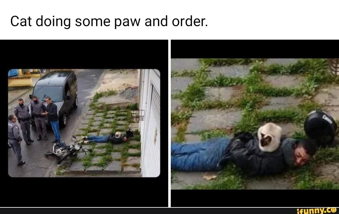 Cat doing some paw and order.