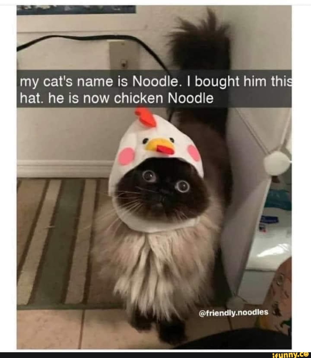 my cat's name is Noodle. I bought him this hat. he is now chicken Noodle
@friendly.noodiles