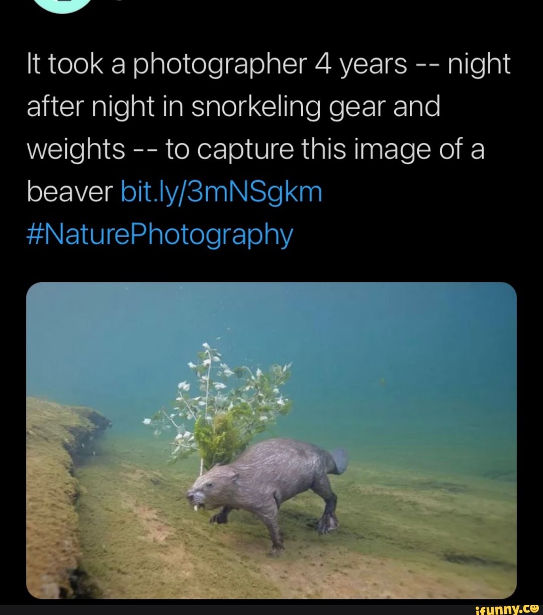 It took a photographer 4 years night after night in snorkeling gear and weights to capture this image of a beaver
#NaturePhotography