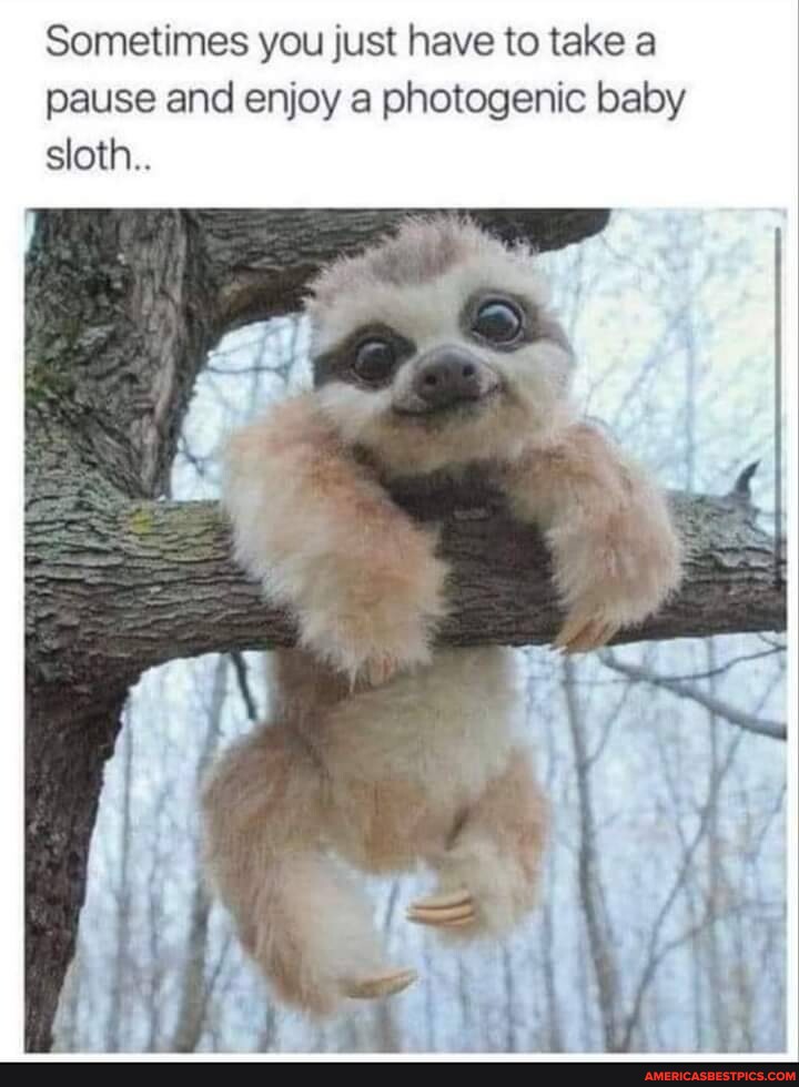Sloth memes. Best Collection of funny Sloth pictures on America's best pics  and videos