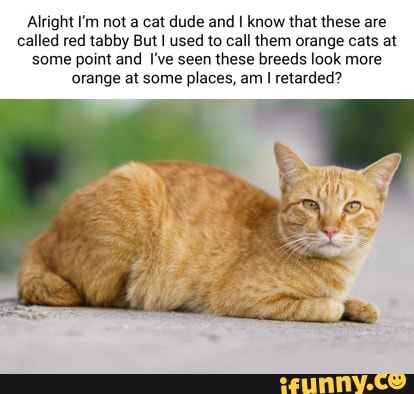 Alright I'm not a cat dude and I know that these are called red tabby ...