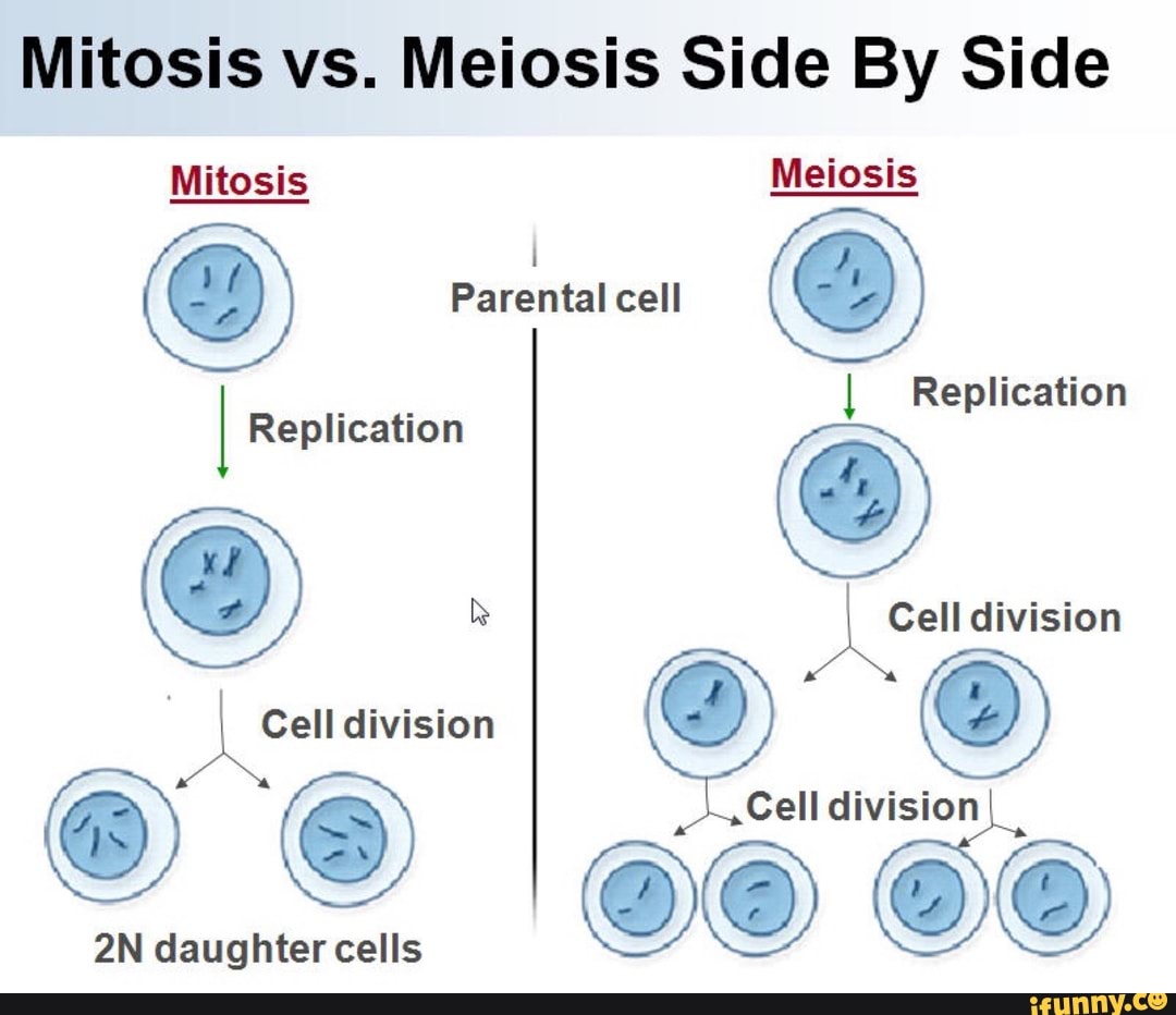 Mitosis Vs Meiosis Side By Side 2n Daught E R Cells
