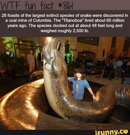 28 fossils of the largest extinct species of snake were discovered in a coal mine of Columbia. The "Titanoboa" lived about 65 million years ago. The species clocked out at about 48 feet long and weighed roughly 2,500 Ib.
fun
Wi.