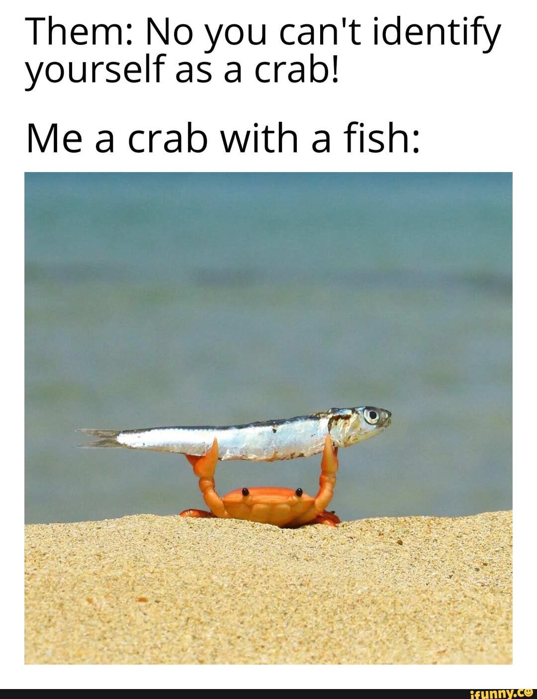 them-no-you-can-t-identify-yourself-as-a-crab-me-a-crab-with-a-fish