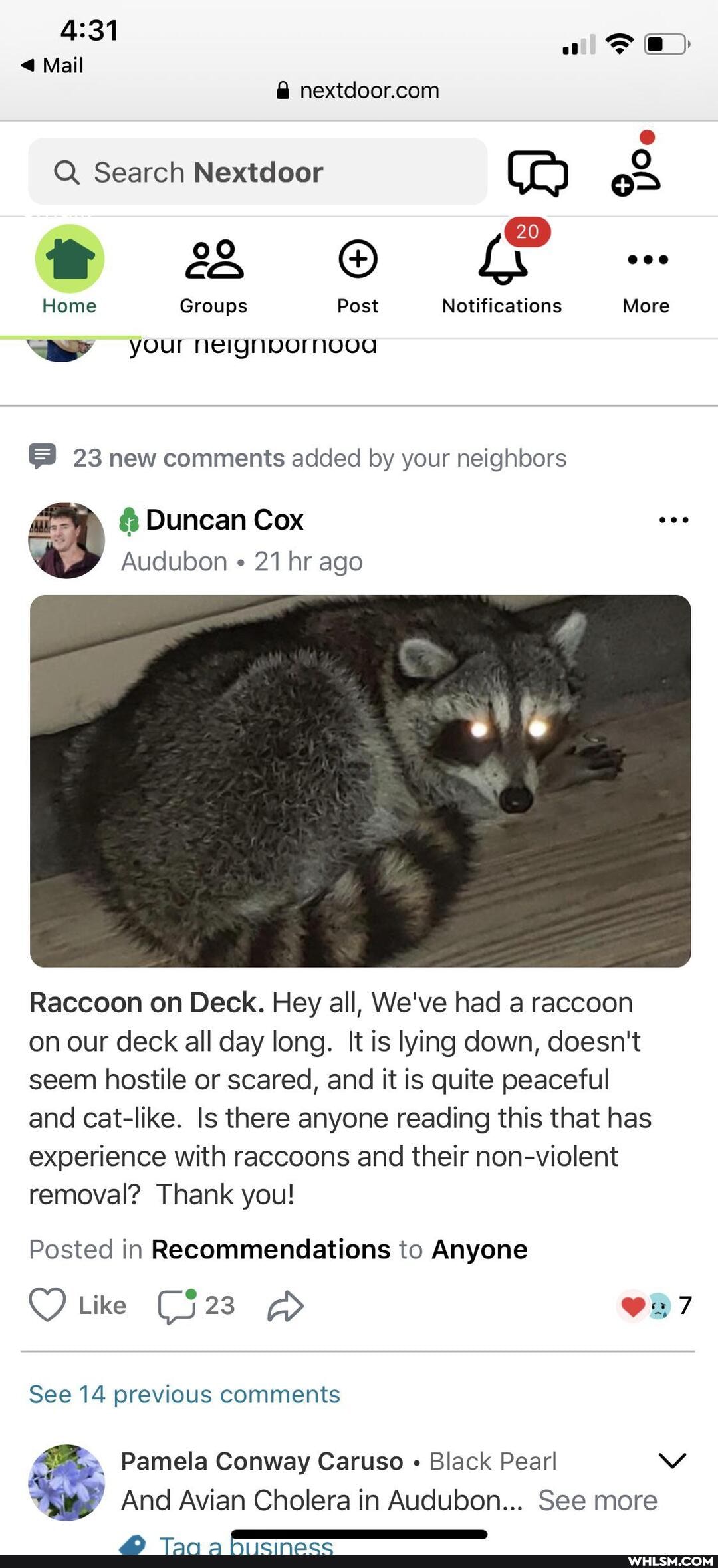 < Mail
Q Search Nextdoor
2 cO LN eee
Home Groups Post Notifications More your neignpornooa
23 new comments added by your neighbors
& Duncan Cox
Audubon " 21 hr ago
Raccoon on Deck. Hey all, We've had a raccoon on our deck all day long. It is lying down, doesn't seem hostile or scared, and it is quite peaceful and cat-like. Is there anyone reading this that has experience with raccoons and their non-violent removal? Thank you!
Posted in Recommendations to Anyone
Like
See 14 previous comments
" Pamela Conway Caruso Black Pearl Vv
And Avian Cholera in Audubon... See more