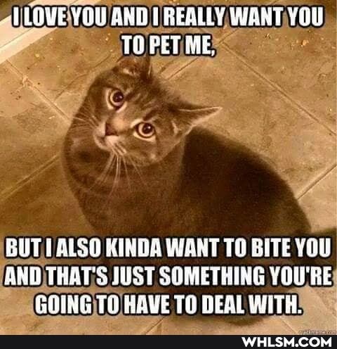 LOVE YOU ARD REALLY WANT YOU TO PET
BUT ALSO KINDA WANT TO BITE YOU ANO THAT'S JUST SOMETHING YOU'RE GOING TO HAVE TO DEAL WITH.