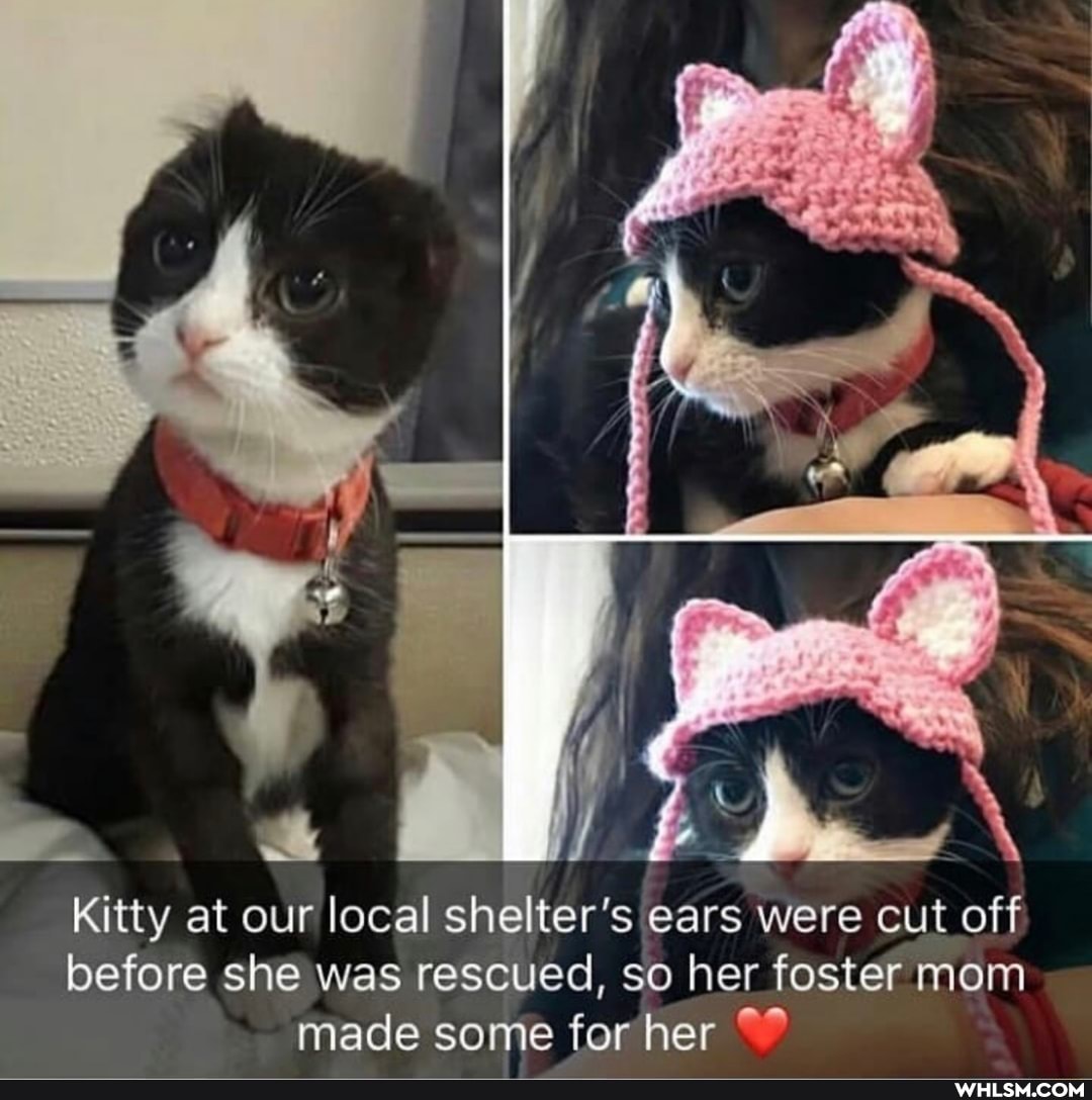 Kitty at our local shelter's ears were cut off before she was rescued, so her foster mom made some for her
