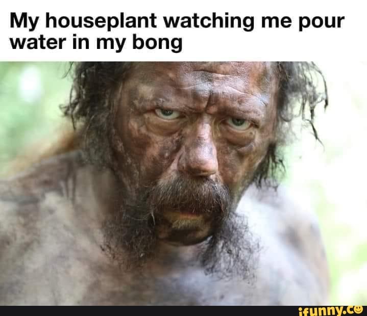 My houseplant watching me pour water in my bong iFunny