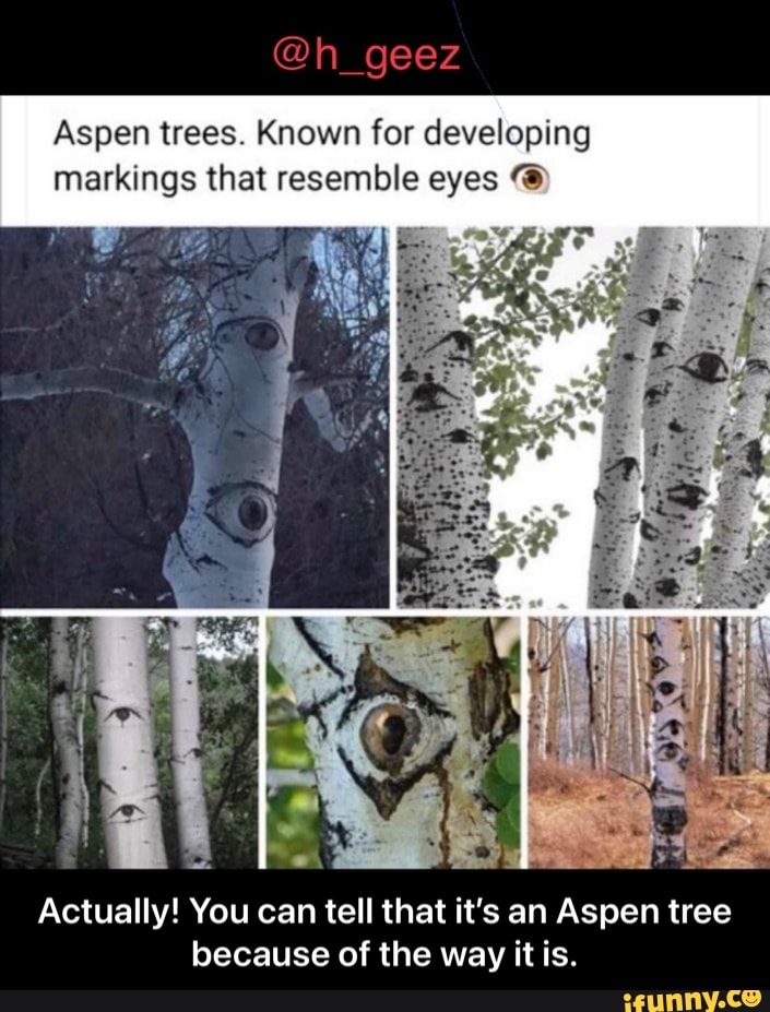 H Geez Aspen Trees Known For Developing Markings That Resemble Eyes Ye Actually You Can Tell