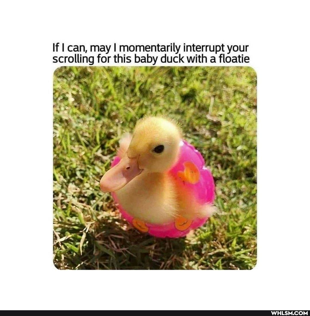 If I can, may I momentarily interrupt your scrolling for this baby duck with a floatie
fe