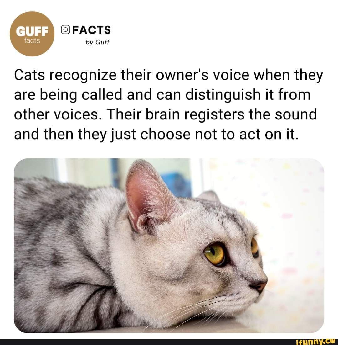 😻😻... 🧠for more, follow FACTS by Guff Cats