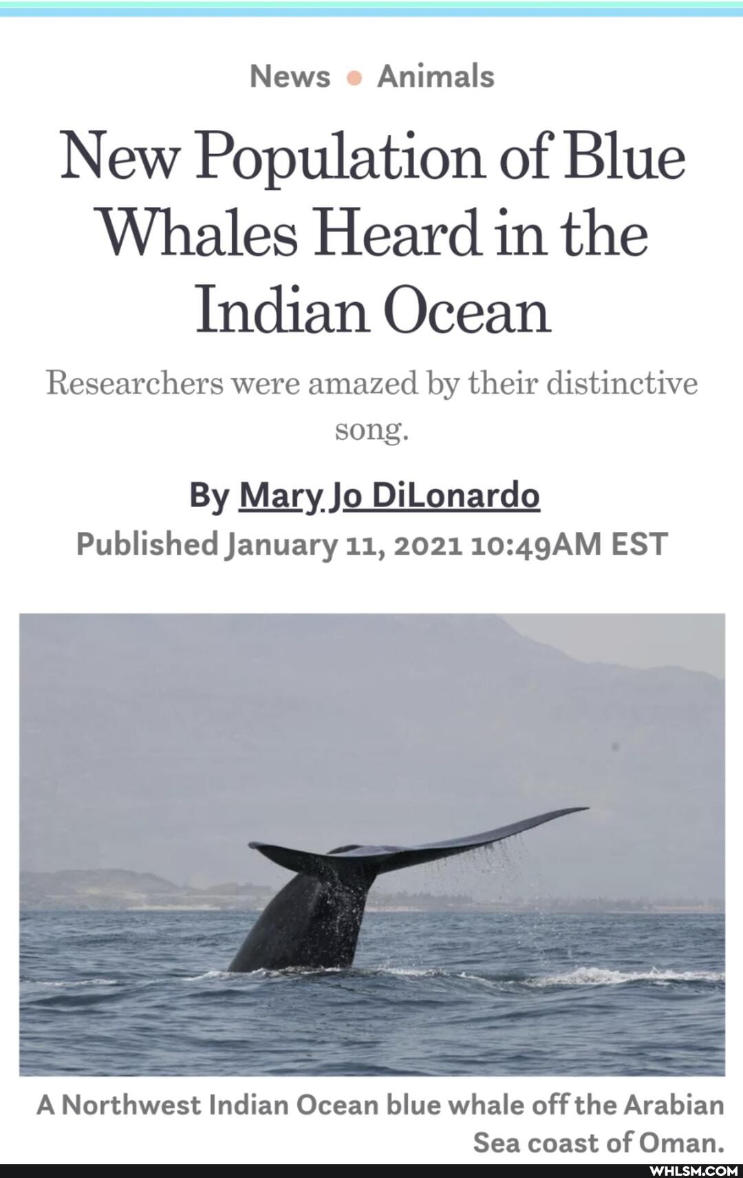 News Animals
New Population of Blue
Whales Heard in the
Indian Ocean
Researchers were amazed by their distinctive song.
By Mary Jo DiLonardo
Published January 11, 2021 EST
A Northwest Indian Ocean blue whale off the Arabian
Sea coact of Oman.