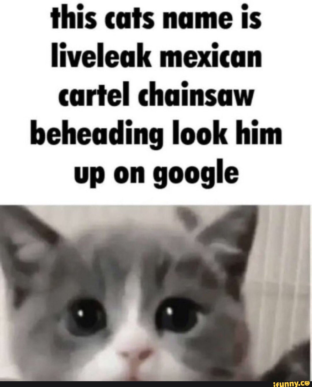 This cats name is liveleak mexican cartel chainsaw beheading look him ...