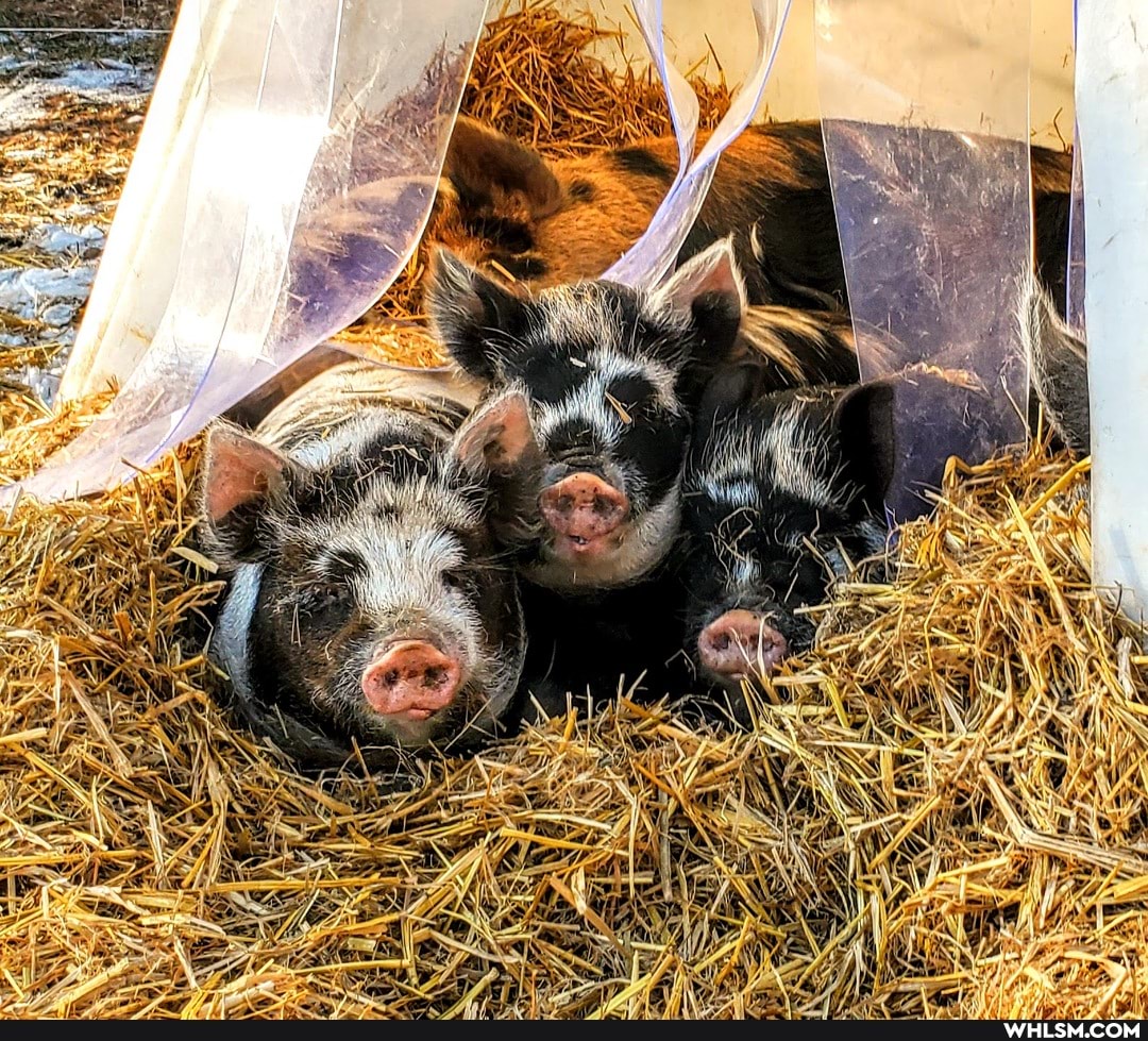 aww, farming