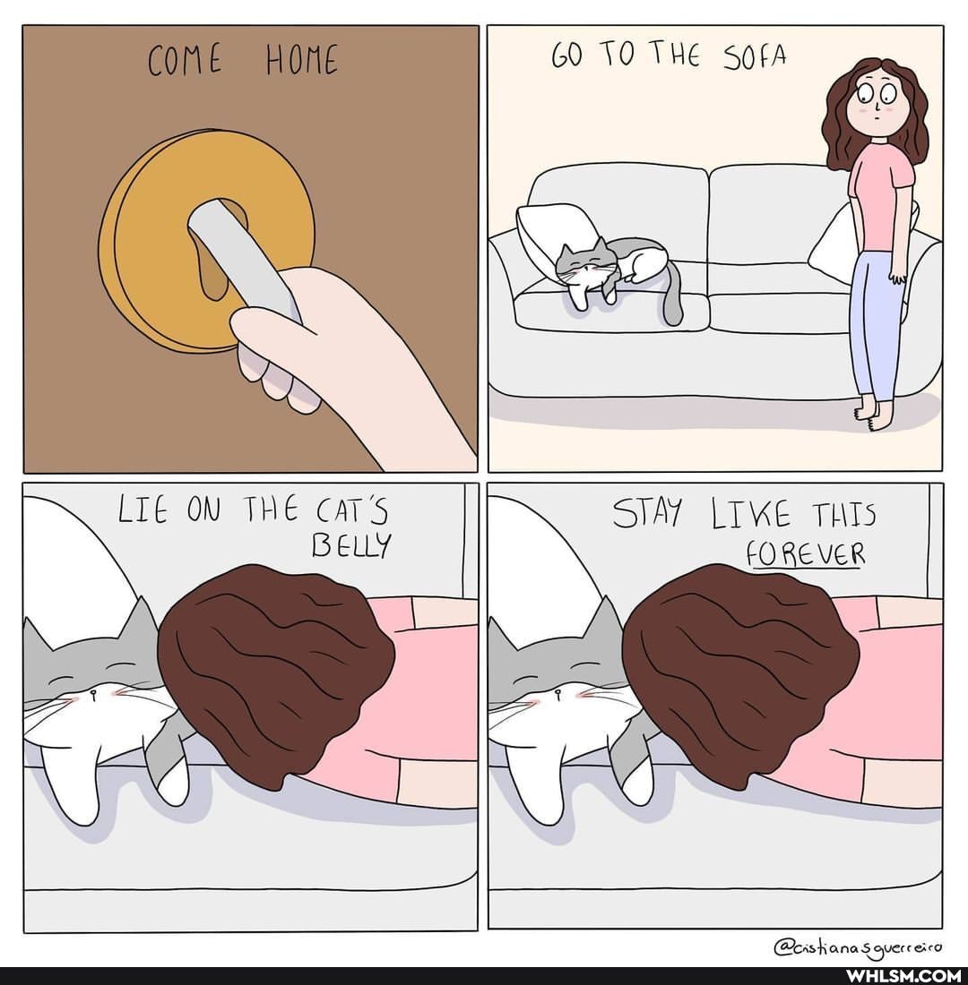 GO THE SOfA
HE CAT'S
VER
ON T