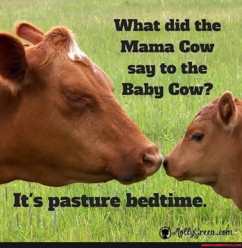 Sa
What did the
Mama Cow
say to the
Baby Cow?