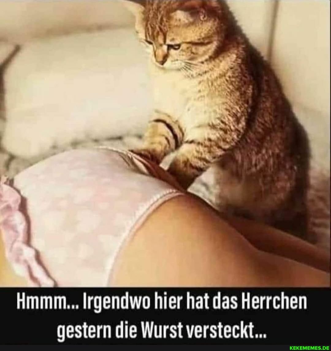 Hmmm... Irgendwo hier hat das Herrchen nestern die Wurst versteckt...