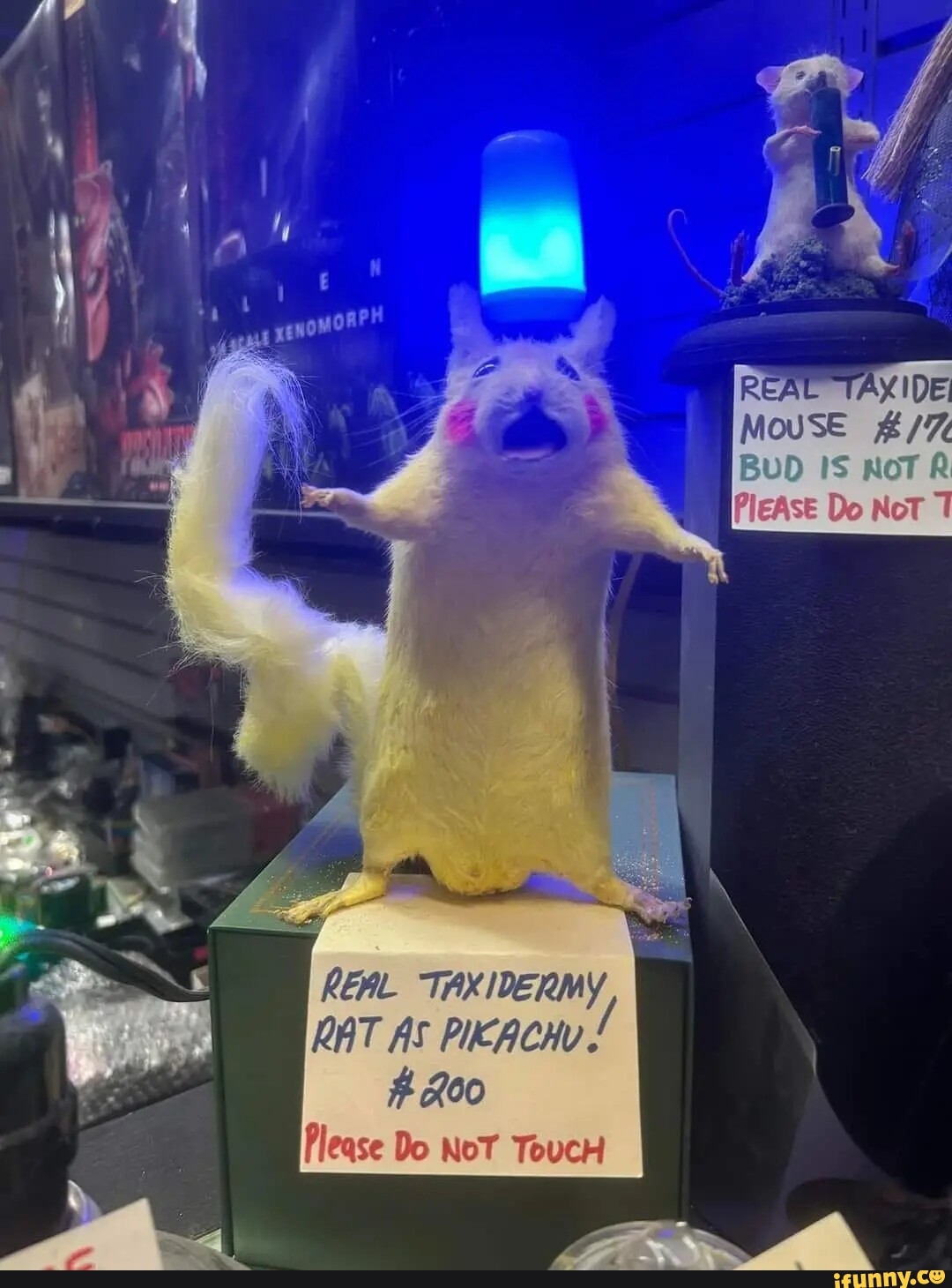 real-mcuse-bud-is-piease-do-not-real-taxidermy-rat-as-pucacny-jo-not