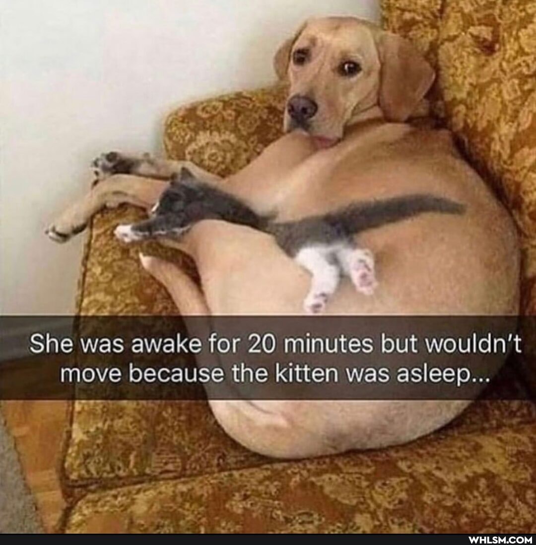 She was awake for 20 minutes but wouldn't move because the kitten was asleep...