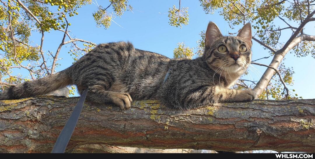 cats, cuteness_overload, caturday
