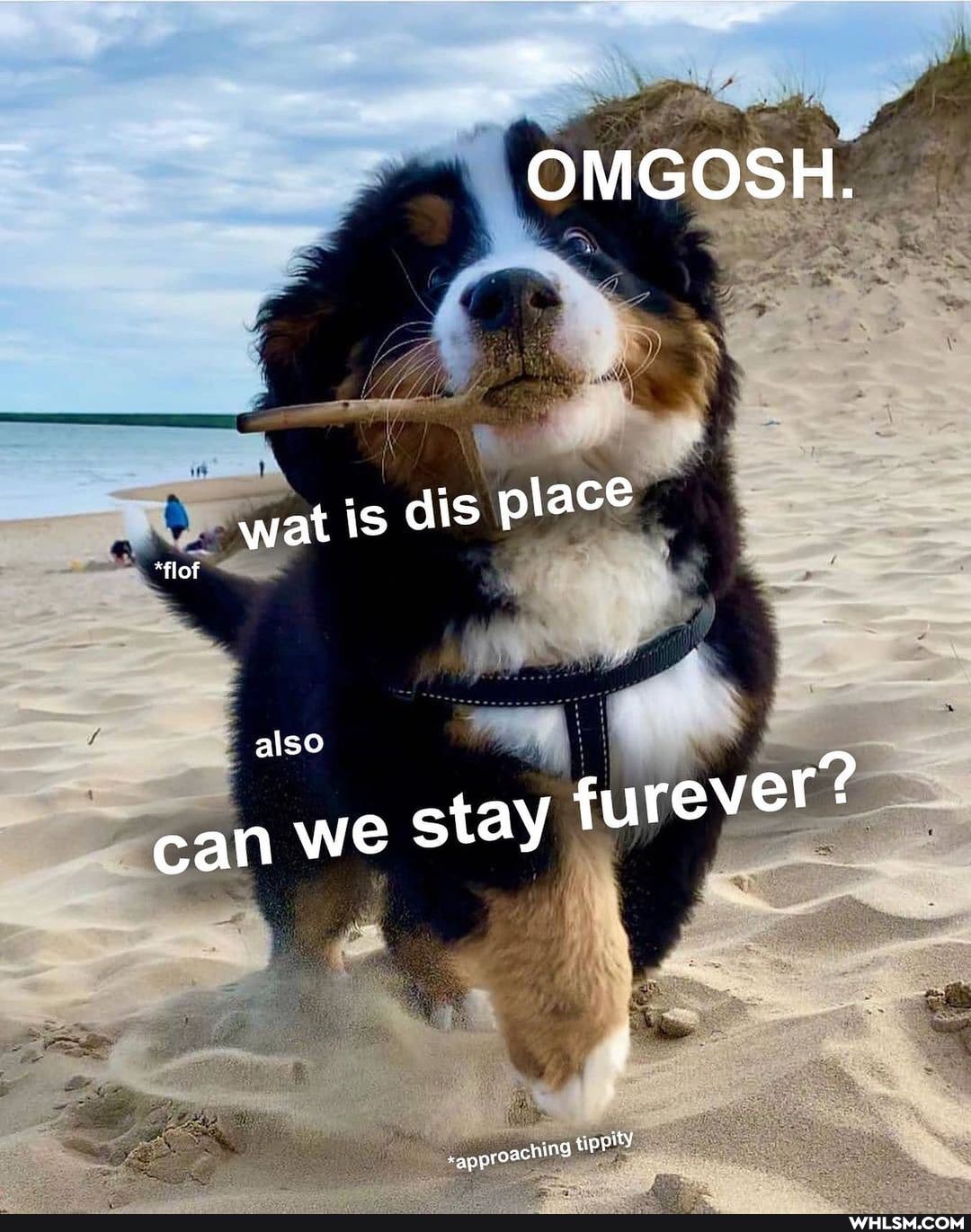 wat is dis place
also
we stay furever?
can
approach ng tippity