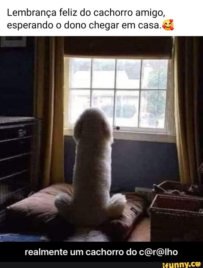 Lembrança feliz do cachorro amigo, esperando o dono chegar em casa
realmente um cachorro do cOrdlho - realmente um cachorro do c@r@lho