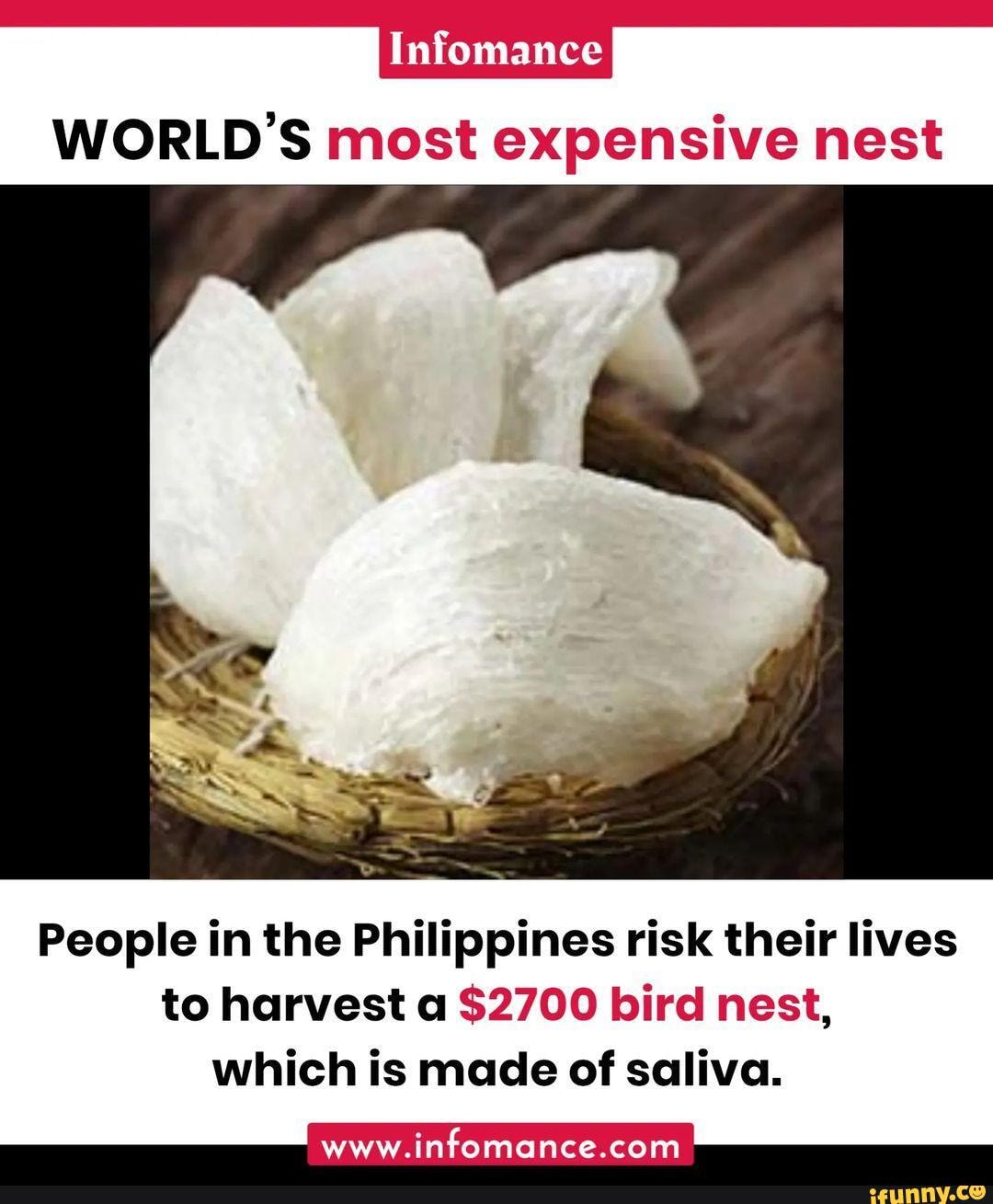 Infomance WORLD'S most expensive nest People in the Philippines risk