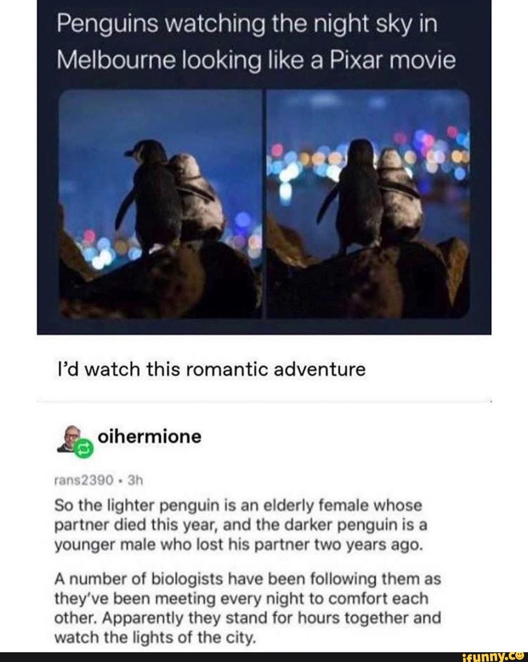 Penguins watching the night sky in
Melbourne looking like a Pixar movie
Pd watch this romantic adventure
So the lighter penguin is an elderly female whose
partner died this year, and the darker penguin is a
younger male who lost his partner two years ago.
A number of biologists have been following them as
they've been meeting every night to comfort each
other. Apparently they stand for hours together and
watch the lights of the city.