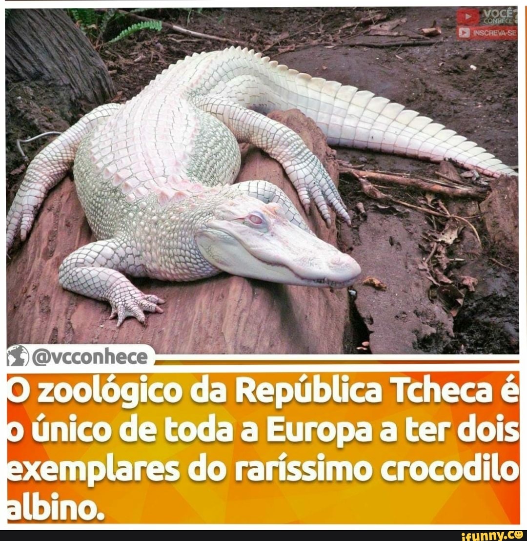 O zoológico da República Tcheca é único de toda a Europa a ter dois exemplares do raríssimo crocodilo
albino.