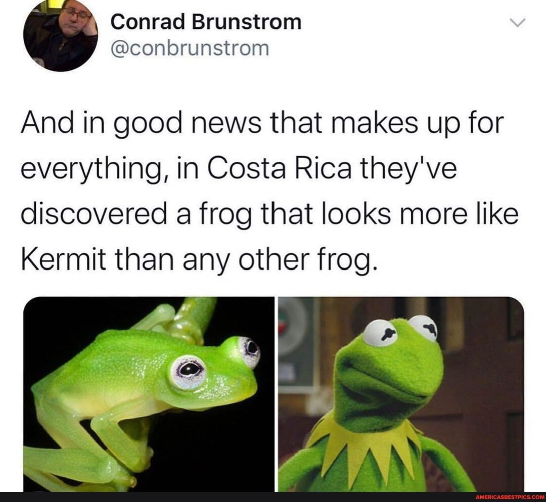 Conrad Brunstrom
@conbrunstrom
And in good news that makes up for everything, in Costa Rica they've discovered a frog that looks more like
Kermit than any other frog.