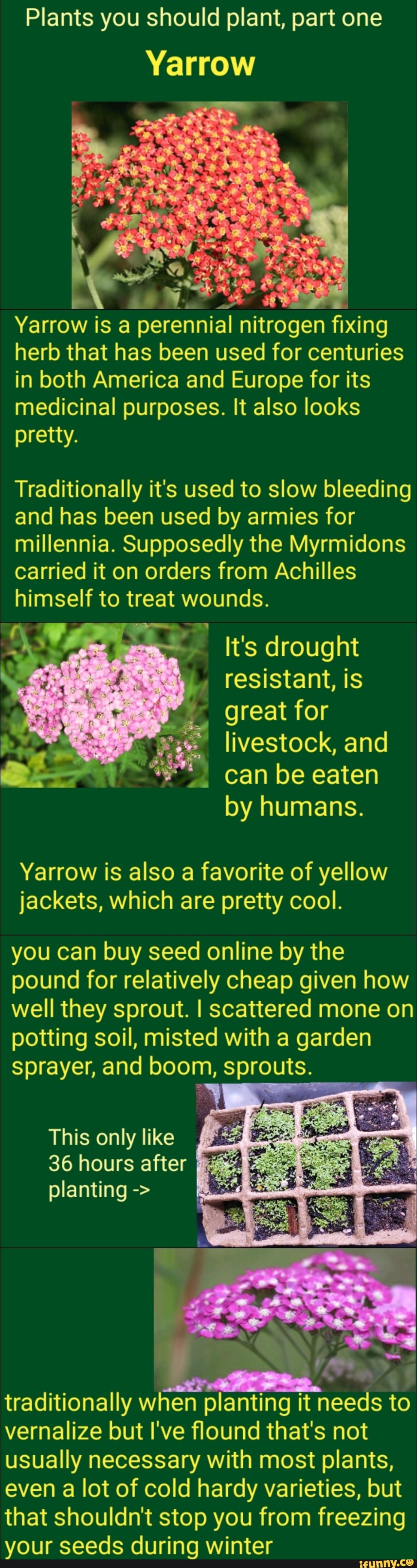 Plants you should plant, part one Yarrow Yarrow is a perennial nitrogen