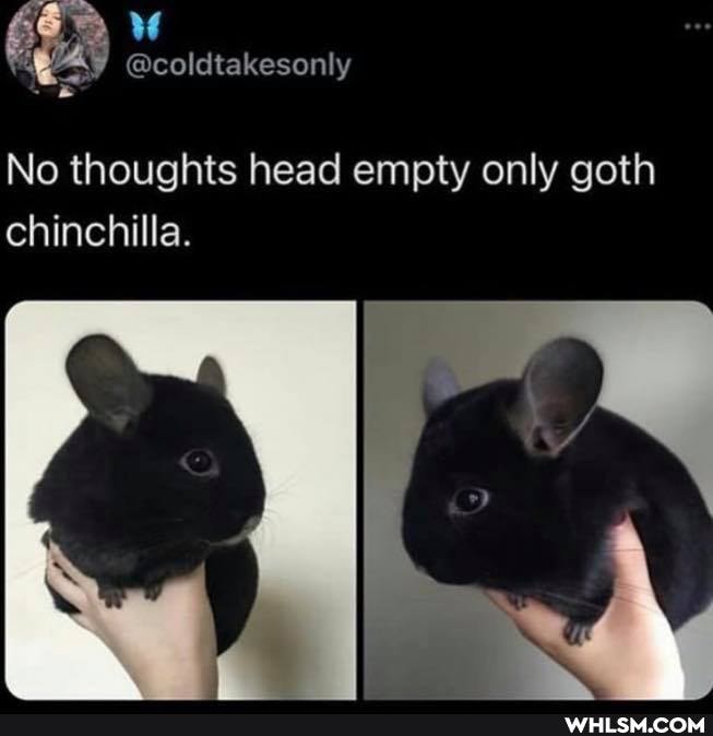63
@coldtakesonly
No thoughts head empty only goth chinchilla.