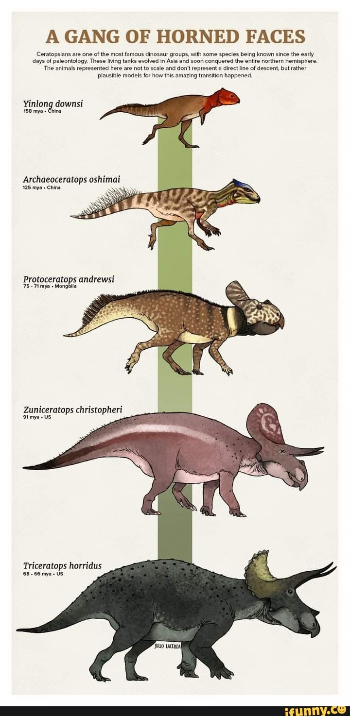 A GANG OF HORNED FACES Ceratopsians are one of the most famous dinosaur ...