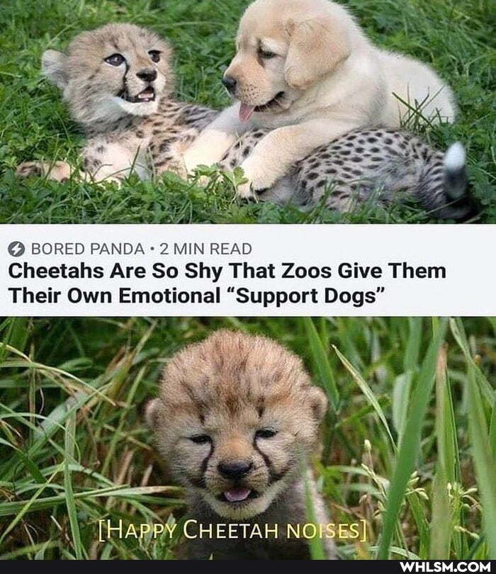 MEES
BORED PANDA 2 MIN READ Cheetahs Are So Shy That Zoos Give Them
Their Own Emotional "Support Dogs"