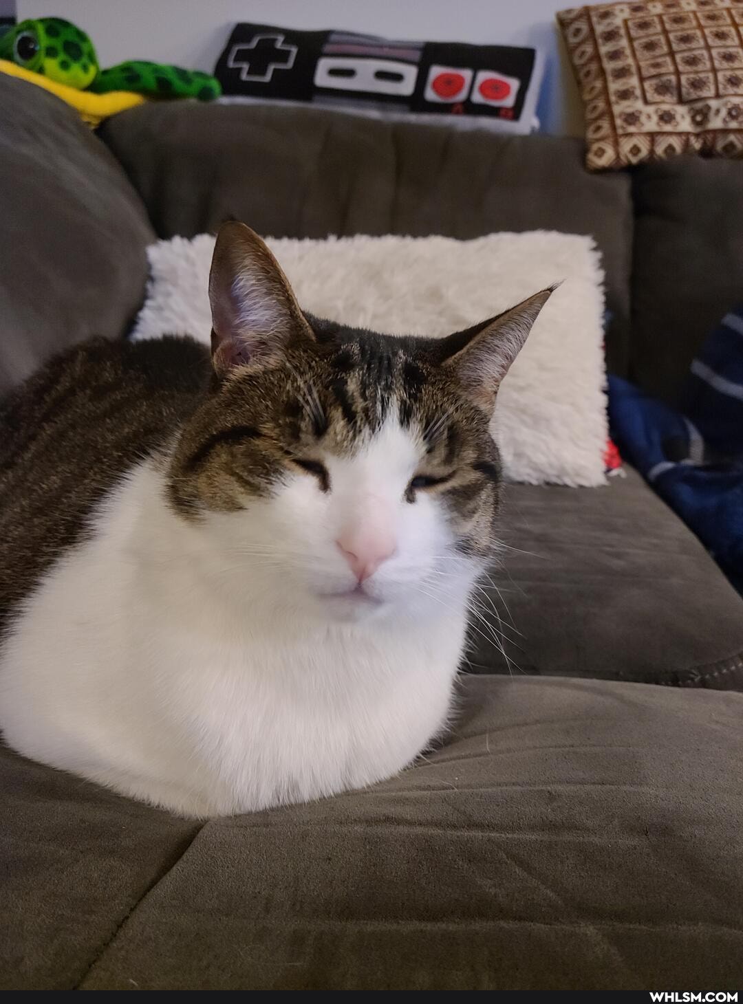 aww, cat, loaf